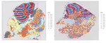 Perturbation analysis of spatial single cell RNA-seq with 'augur'