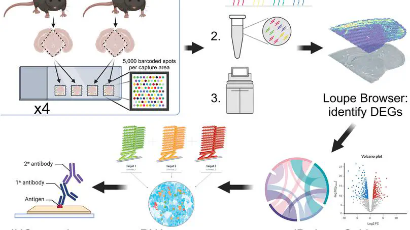 Spatial differences in gene expression across the dorsal raphe nucleus in a model of early Alzheimer's disease