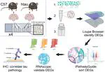 Spatial differences in gene expression across the dorsal raphe nucleus in a model of early Alzheimer's disease